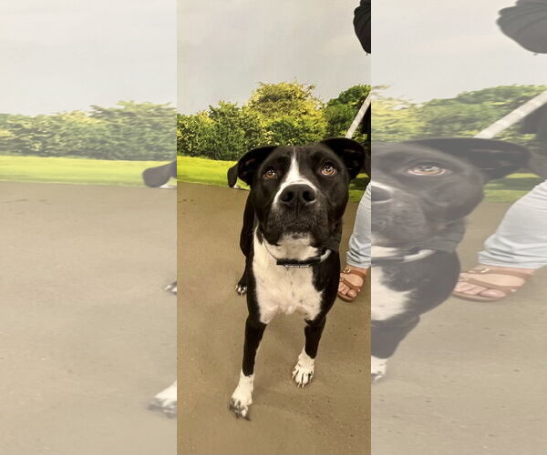 Medium Photo #1 Mutt Puppy For Sale in Munford, TN, USA