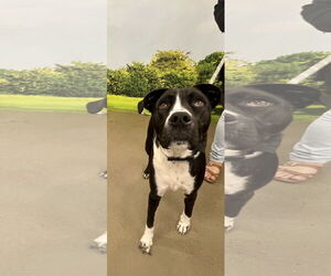 Mutt Dogs for adoption in Munford, TN, USA