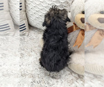 Small Photo #6 Poodle (Toy) Puppy For Sale in NORTH LAWRENCE, OH, USA