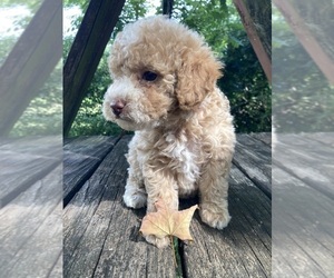 Poodle (Miniature) Puppy for Sale in WEST ALEXANDRIA, Ohio USA