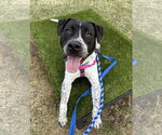 Small #2 American Pit Bull Terrier-Dalmatian Mix