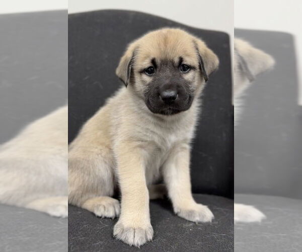 Medium Photo #2 German Shepherd Dog-Unknown Mix Puppy For Sale in Bemidji, MN, USA