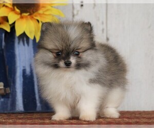 Pomeranian Puppy for sale in FREDERICKSBG, OH, USA