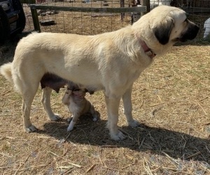Mother of the Anatolian Shepherd puppies born on 10/02/2022