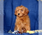 Small Photo #4 Goldendoodle-Poodle (Miniature) Mix Puppy For Sale in NEW PROVIDENCE, PA, USA