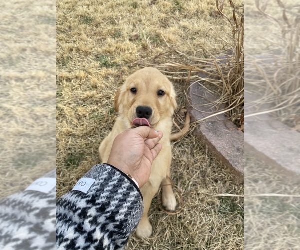 Medium Photo #2 Golden Retriever Puppy For Sale in WASHINGTON, DC, USA