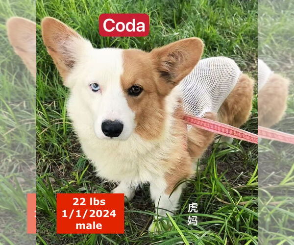 Medium Photo #2 Pembroke Welsh Corgi Puppy For Sale in West Hollywood, CA, USA