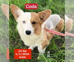 Small #1 Pembroke Welsh Corgi