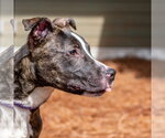 Small #4 Labrador Retriever Mix