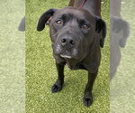Small Labrador Retriever Mix