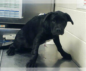 Mutt Dogs for adoption in Fayetteville, NC, USA