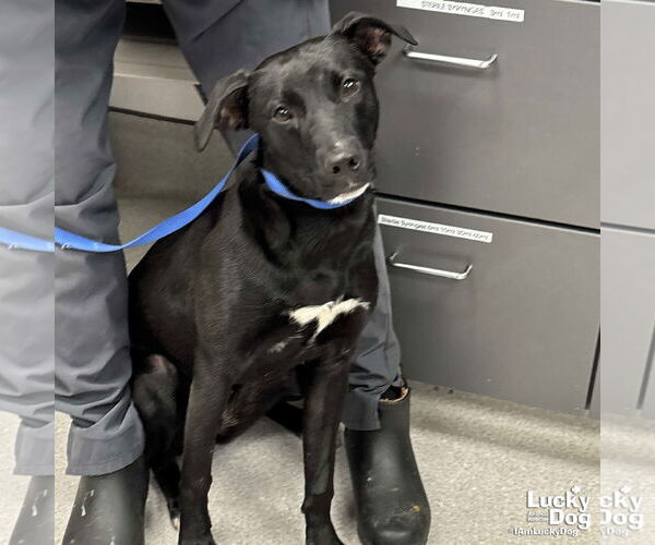 Medium Photo #5 Labrador Retriever-Retriever  Mix Puppy For Sale in Washington, DC, USA