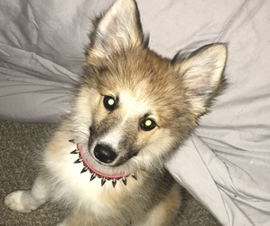 Pomsky Puppy for sale in TONAWANDA, NY, USA