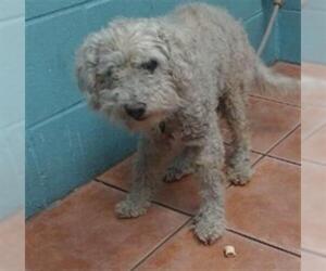 Poodle (Miniature) Dogs for adoption in Downey, CA, USA