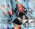 Puppy Blue Girl Pembroke Welsh Corgi