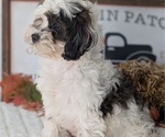 Small Photo #40 ShihPoo Puppy For Sale in GOSHEN, IN, USA