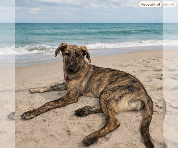 Medium Photo #3 German Shepherd Dog-Plott Hound Mix Puppy For Sale in Cary, NC, USA