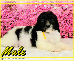 Small Photo #5 Poodle (Standard) Puppy For Sale in BURNS, TN, USA