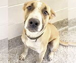 Small #1 Huskies -Labrador Retriever Mix