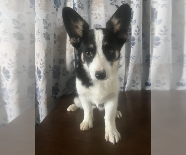 Medium Photo #67 Aussie-Corgi Puppy For Sale in DURHAM, CT, USA