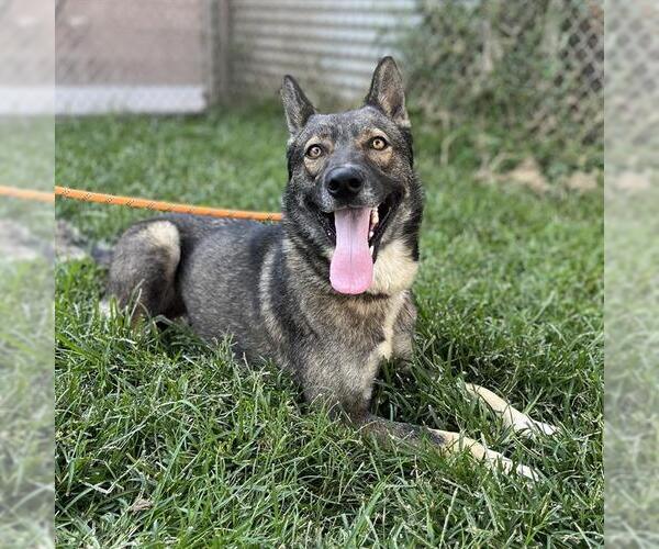 Medium Photo #1 Mutt Puppy For Sale in Modesto, CA, USA
