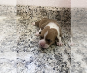 Pembroke Welsh Corgi Puppy for sale in ARTHUR, IL, USA