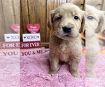 Small Photo #16 Golden Retriever Puppy For Sale in NEOLA, WV, USA