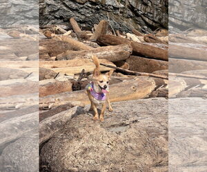 Naomi McGee - Female Chiranian Dog for Adoption - Photo #8