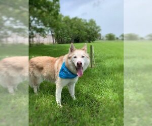Mia - Female Huskies -Unknown Mix Dog for Adoption - Photo #3