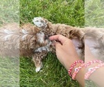 Small #3 Poodle (Toy)