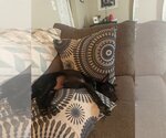 Small Photo #6 Dachshund-Labrador Retriever Mix Puppy For Sale in Princeton, MN, USA