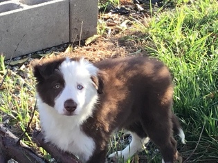 Border Collie Puppy for sale in GUSTINE, CA, USA