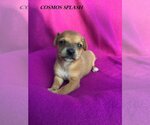 Small Photo #14 Chiweenie Puppy For Sale in San Antonio, TX, USA