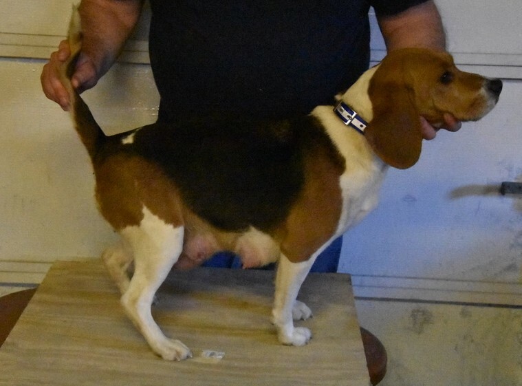 Medium Photo #1 Beagle Puppy For Sale in GREENWOOD, AR, USA