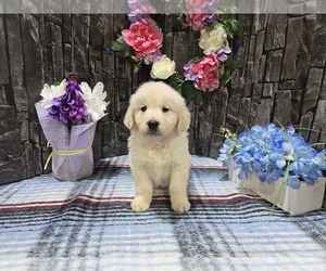 Golden Retriever Puppy for Sale in HAMPTONVILLE, North Carolina USA
