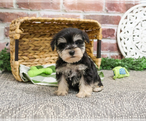 Schnauzer (Miniature) Puppy for sale in SYRACUSE, IN, USA