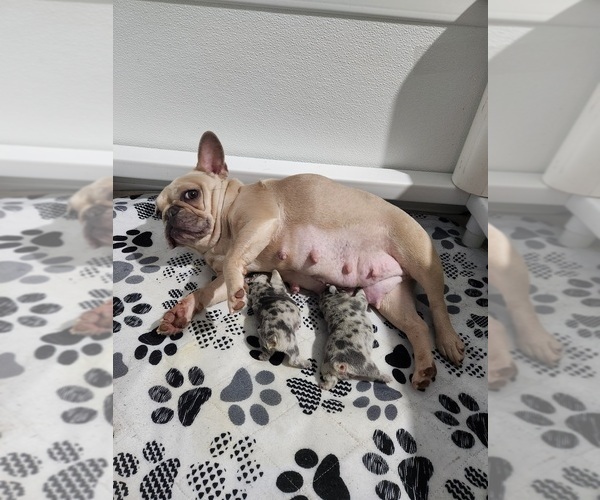 Medium Photo #1 French Bulldog Puppy For Sale in MARYVILLE, TN, USA