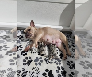 Mother of the French Bulldog puppies born on 03/13/2025