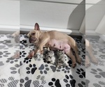 Small Photo #1 French Bulldog Puppy For Sale in MARYVILLE, TN, USA