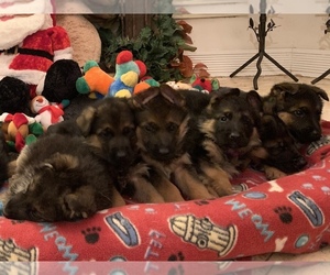 German Shepherd Dog Puppy for sale in WILDOMAR, CA, USA