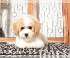Poochon Puppy for sale in NAPLES, FL, USA