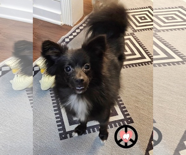 Medium Photo #1 Pomeranian-Unknown Mix Puppy For Sale in Lebanon, PA, USA