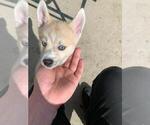 Small Photo #12 Pomsky Puppy For Sale in LOVELAND, CO, USA