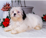 Small Photo #25 Shih Tzu Puppy For Sale in WAKARUSA, IN, USA