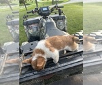 Small #9 Pembroke Welsh Corgi