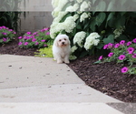 Small #1 Bichon Frise