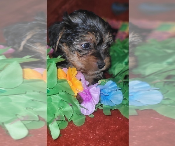Medium Photo #2 Yorkshire Terrier Puppy For Sale in AKRON, OH, USA