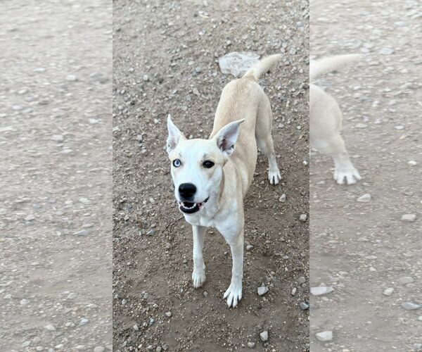 Medium Photo #3 Carolina Dog-Siberian Husky Mix Puppy For Sale in Corning, AR, USA