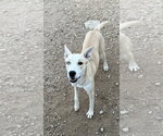 Small #2 Carolina Dog-Siberian Husky Mix