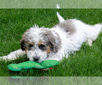 Small Photo #2 Bernedoodle (Miniature) Puppy For Sale in ROY, UT, USA